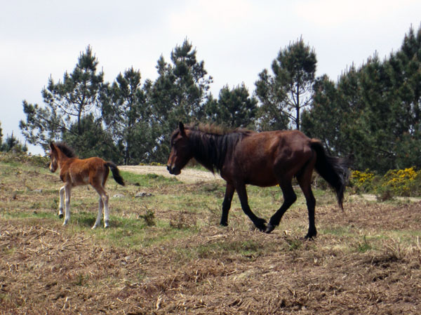 Cabalos preto do Curro das Canizadas