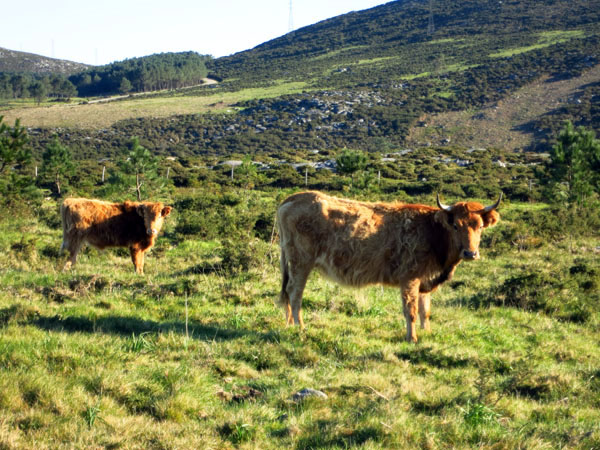 Vacas salvaxes preto da Portela